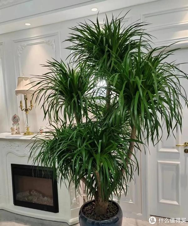 客廳適合養植物好風水_家里客廳適合養什么植物_客廳養植物適合家里放什么