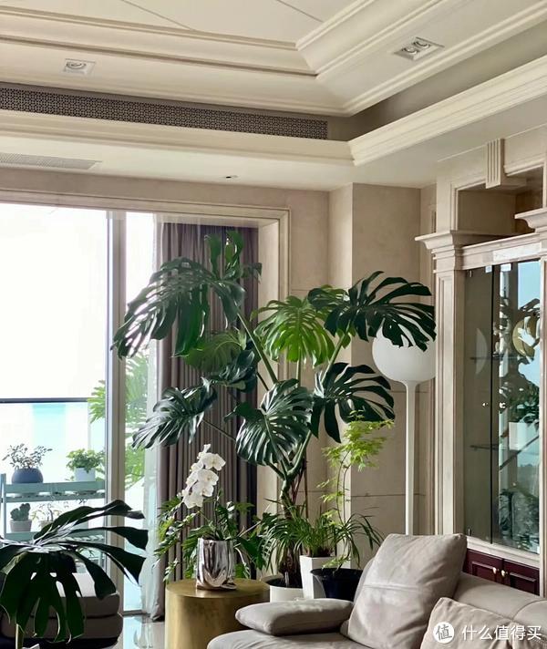 客廳適合養植物好風水_家里客廳適合養什么植物_客廳養植物適合家里放什么