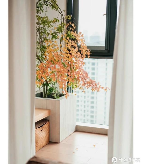 家里客廳適合養什么植物_客廳養植物適合家里放什么_客廳適合養植物好風水