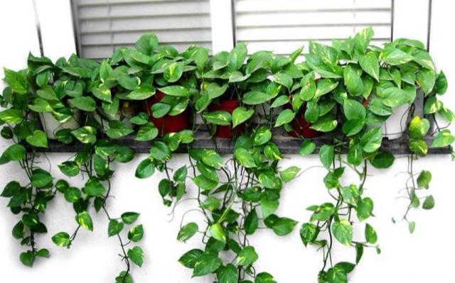 養(yǎng)什么花可以凈化家里空氣_室內(nèi)凈化空氣花_凈化養(yǎng)空氣花家里可以種植嗎