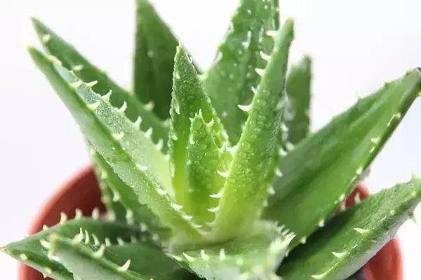 香味綠植排行_香味綠植一抹香_香味綠植