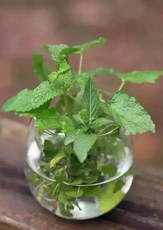 香味綠植一抹香_香味綠植_香味綠植排行