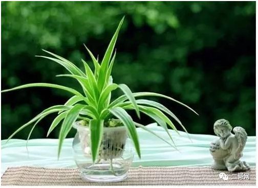 送花給同學(xué)的祝福語_送花給同學(xué)_送同學(xué)的花