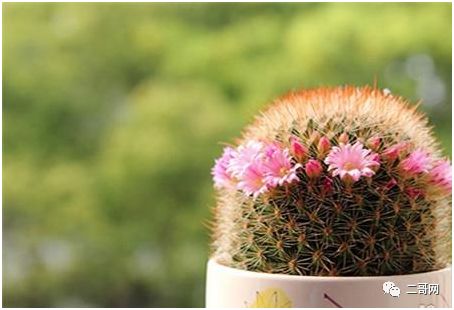 送花給同學(xué)的祝福語_送花給同學(xué)_送同學(xué)的花