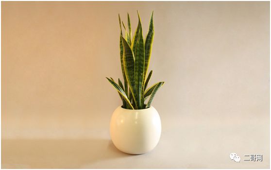 送花給同學(xué)_送同學(xué)的花_送花給同學(xué)的祝福語