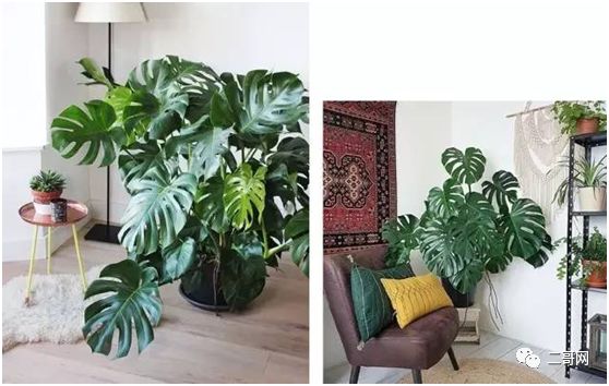 送花給同學(xué)_送同學(xué)的花_送花給同學(xué)的祝福語