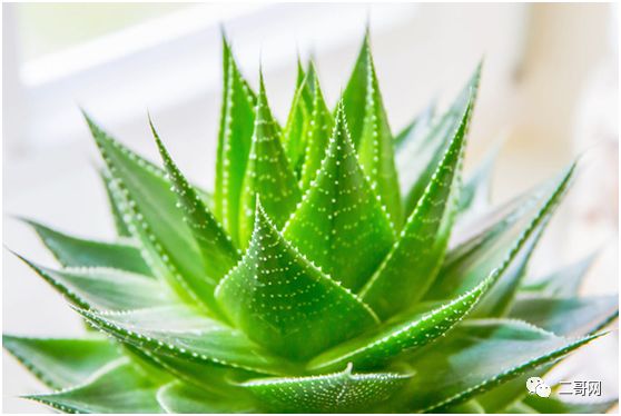 送花給同學(xué)_送同學(xué)的花_送花給同學(xué)的祝福語