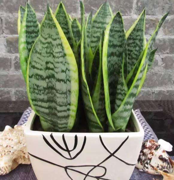 什么花適合在家里養_在家養適合花里放什么_最適合養在家里的花都是什么