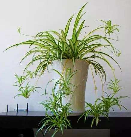 在家養適合花里放什么_什么花適合在家里養_最適合養在家里的花都是什么