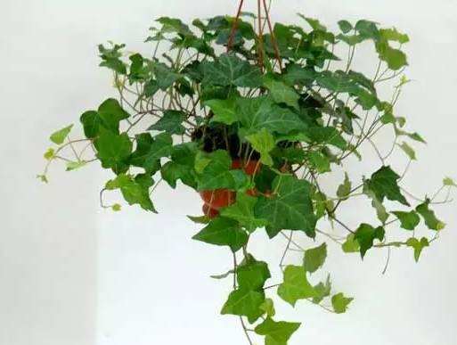 什么花適合在家里養_在家養適合花里放什么_最適合養在家里的花都是什么