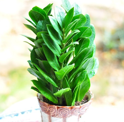 書房養適合花草嗎_適合書房養的花_書房適合養的花