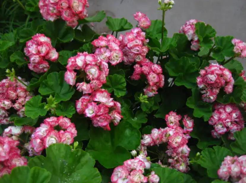 陽臺四季開花好養(yǎng)花卉推薦_陽臺四季開花種植推薦_適合陽臺一年四季開花