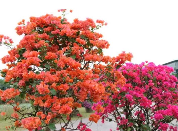 陽臺四季開花種植推薦_陽臺四季開花好養(yǎng)花卉推薦_適合陽臺一年四季開花