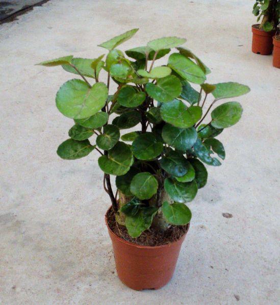 搬家喬遷想送花？選這9種，包你滿意！