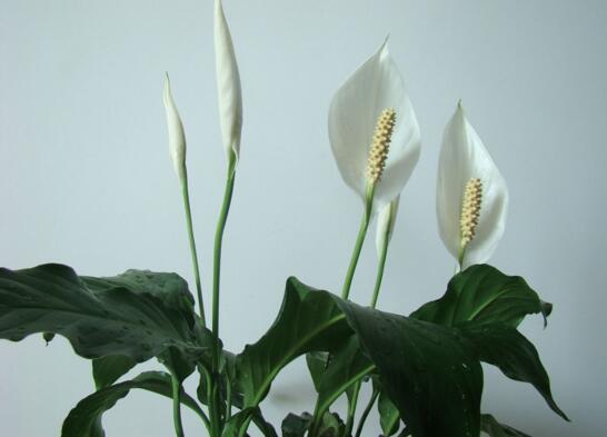 適合家中養的綠植_家中養綠植適合養什么花_家里養綠植養什么好