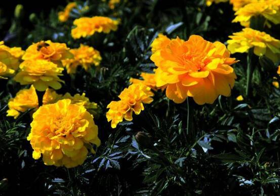 家里養綠植養什么好_家中養綠植適合養什么花_適合家中養的綠植