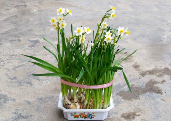 家里養綠植養什么好_家中養綠植適合養什么花_適合家中養的綠植