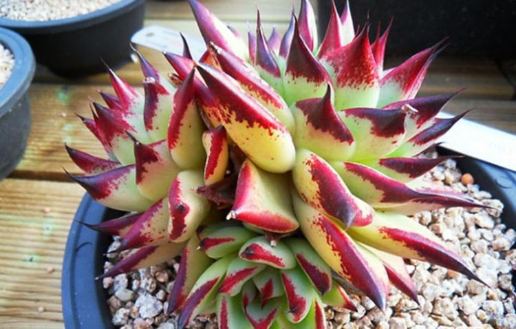 多肉植物養護系列一一烏木的養護技巧