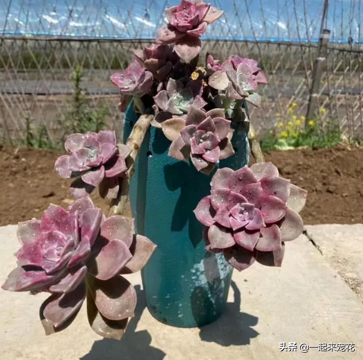 戀曲多肉好養嗎_海琳娜多肉好養嗎_菲歐娜多肉好養嗎