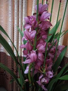 <strong>親人生日送什么花比較好(長輩過生日送什么花比較好)</strong>