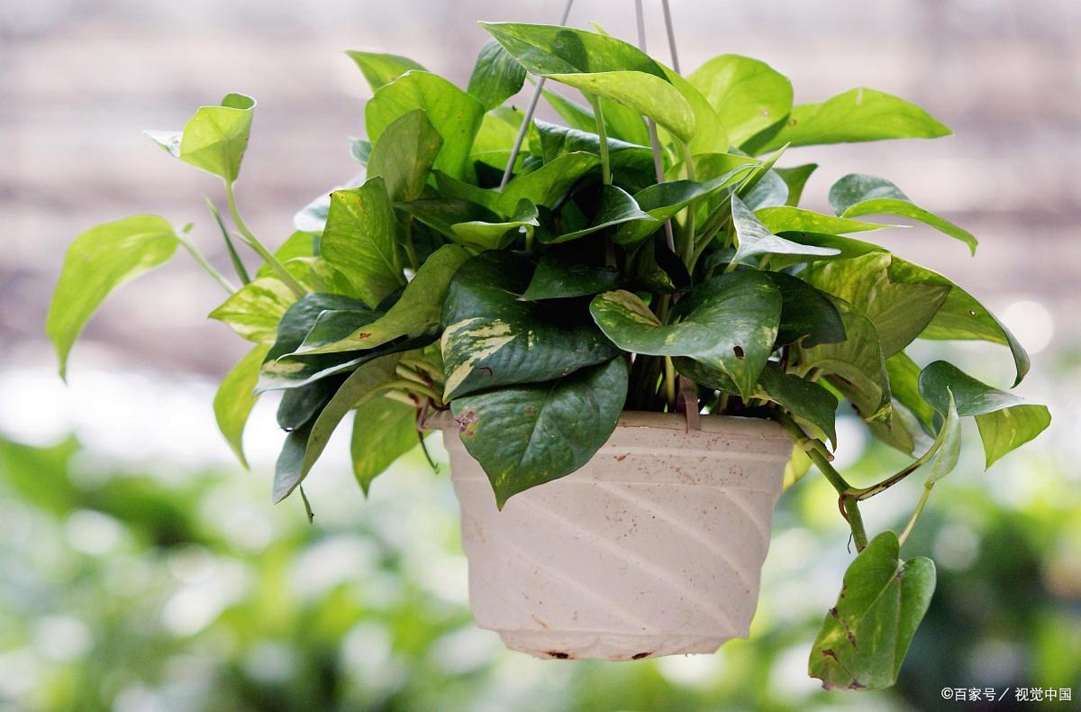 比較耐陰的花卉有哪些_花卉耐陰植物_哪種花耐陰