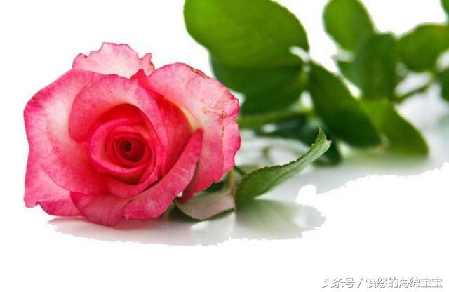 送鮮花久養比較時間長怎么辦_別人送的鮮花怎么養時間比較久_送鮮花有時間要求嗎