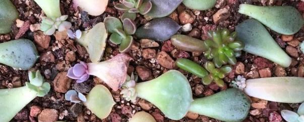 葉片扦插多肉多久生根_多肉葉片怎么扦插_葉片扦插多肉需要澆水嗎