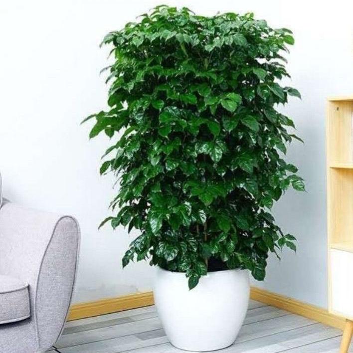 養大型綠植好不好_好養的大型綠植_大型綠植哪個好養