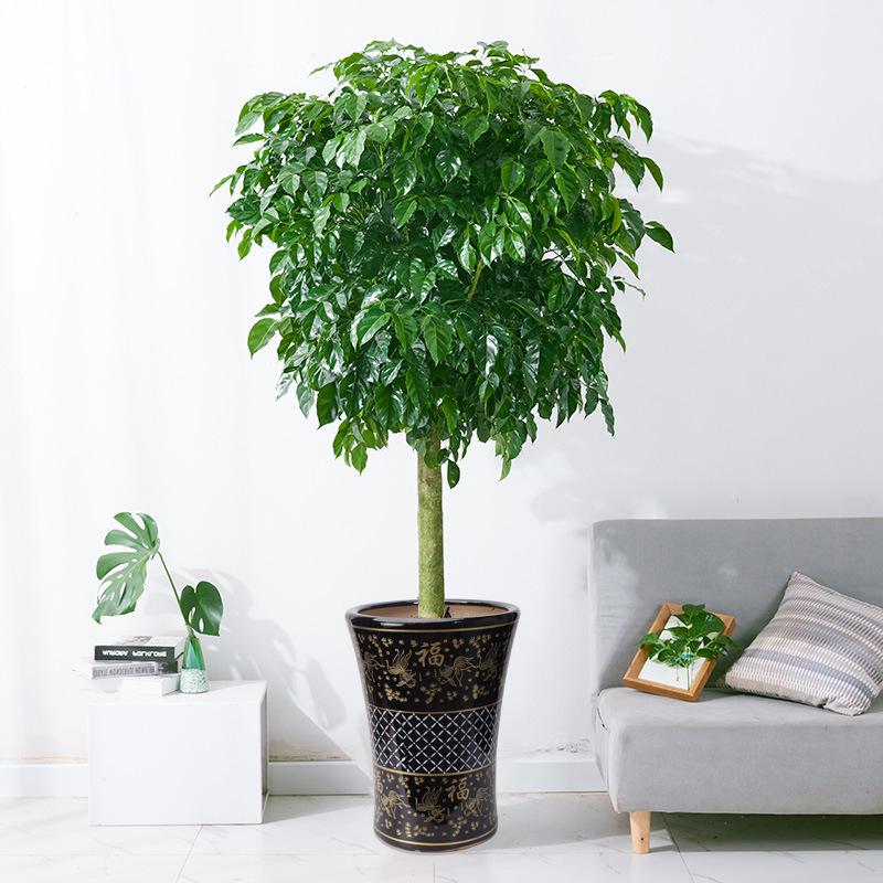 好養的大型綠植_養大型綠植好不好_大型綠植哪個好養