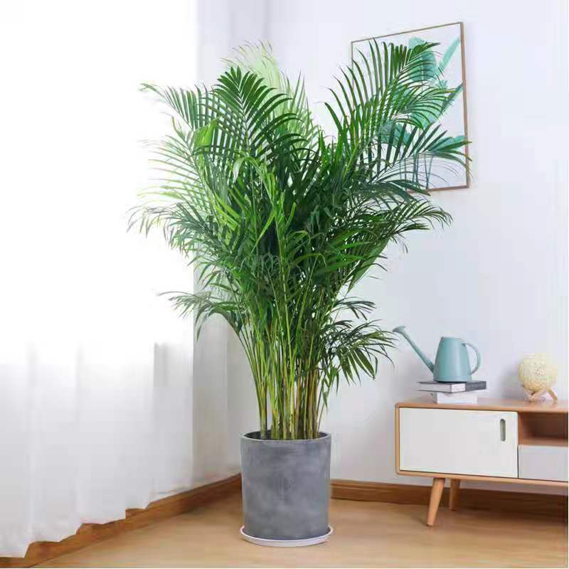 好養的大型綠植_養大型綠植好不好_大型綠植哪個好養