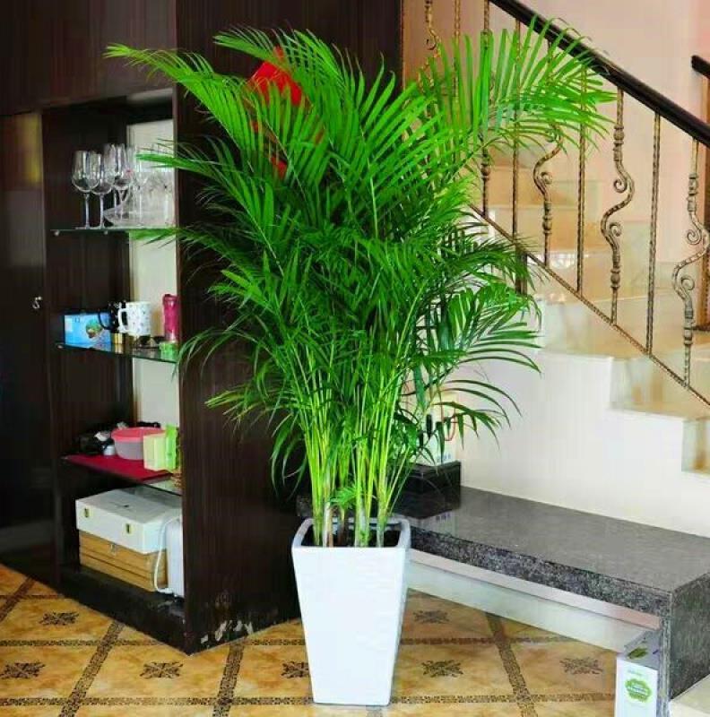 大型綠植哪個好養_好養的大型綠植_養大型綠植好不好