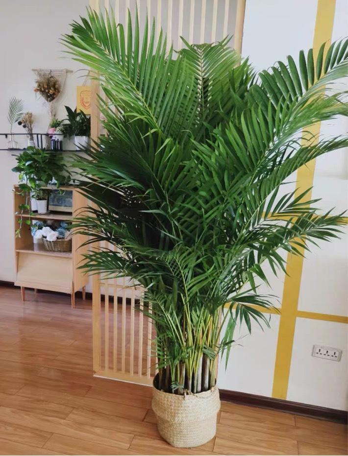 好養的大型綠植_養大型綠植好不好_大型綠植哪個好養