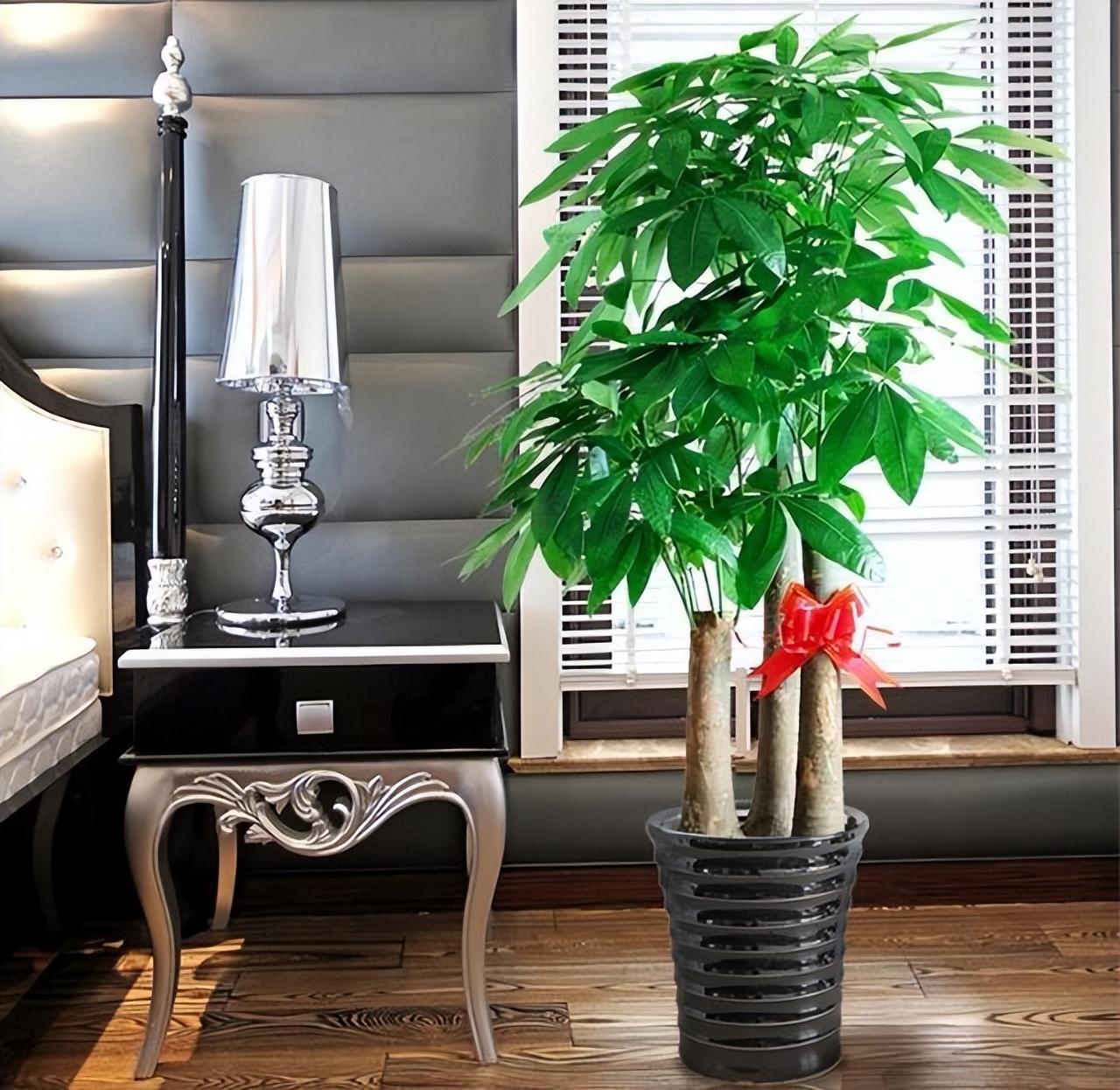 養大型綠植好不好_好養的大型綠植_大型綠植哪個好養