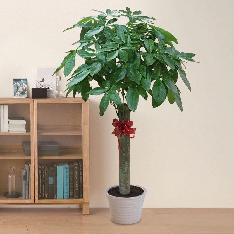 大型綠植哪個好養_好養的大型綠植_養大型綠植好不好