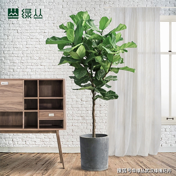 適合辦公室養的13種花