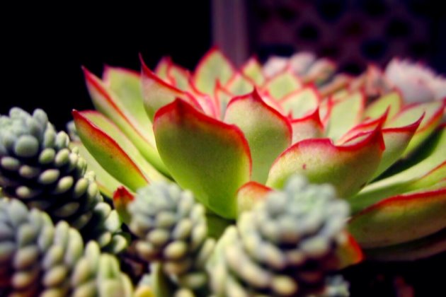 多肉植物養護注意事項_多肉養護注意事項_事項多肉養護注意什么