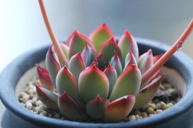 多肉植物養護注意事項_多肉養護注意事項_事項多肉養護注意什么