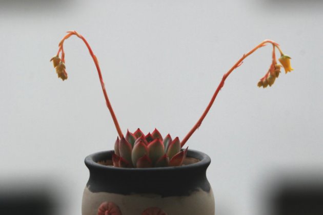 事項多肉養護注意什么_多肉植物養護注意事項_多肉養護注意事項