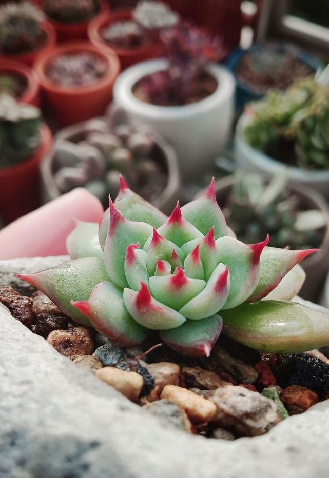 多肉葉插何時移栽最合適？記好這個操作，成活率超過90%