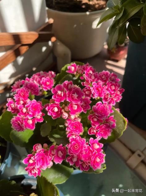 十一月開花的有哪些花_花開有聲月月_有沒有月月開花的花