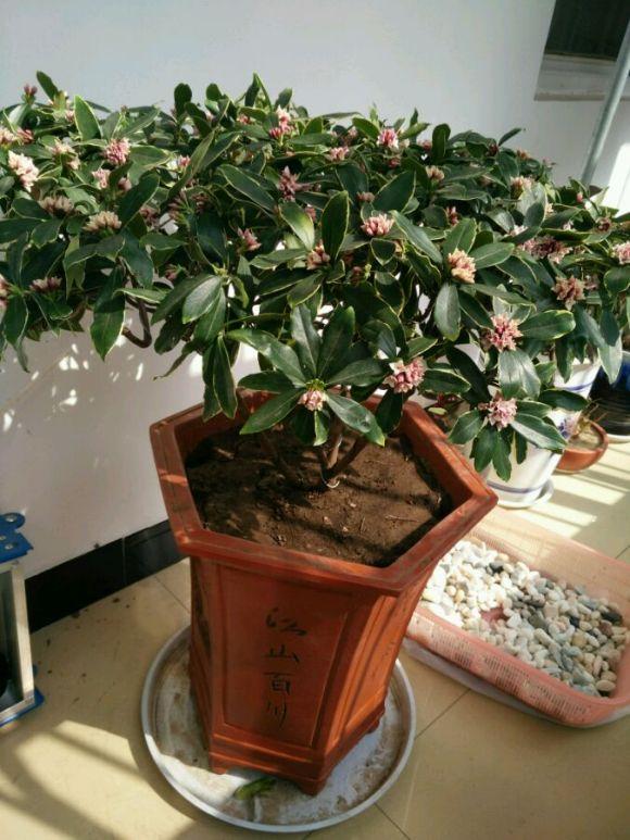 客廳適合養(yǎng)的植物_適合客廳養(yǎng)的植物_客廳養(yǎng)植物適合什么花