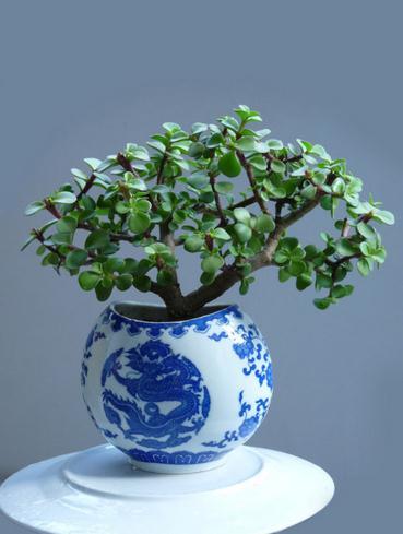 客廳適合養(yǎng)的植物_適合客廳養(yǎng)的植物_客廳養(yǎng)植物適合什么花