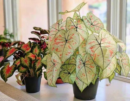 適合室內盆栽花卉盆景_室內適宜盆栽花卉_花卉適宜盆栽室內還是室外