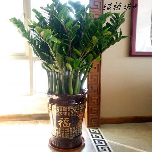 適合室內盆栽花卉盆景_花卉適宜盆栽室內還是室外_室內適宜盆栽花卉