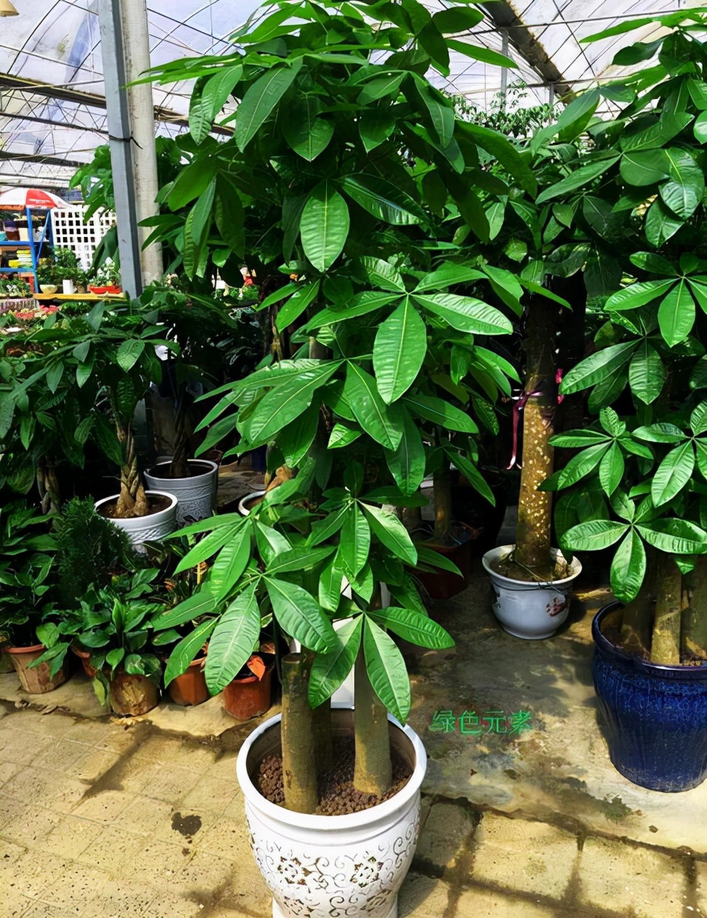 適合室內盆栽花卉盆景_室內適宜盆栽花卉_花卉適宜盆栽室內還是室外