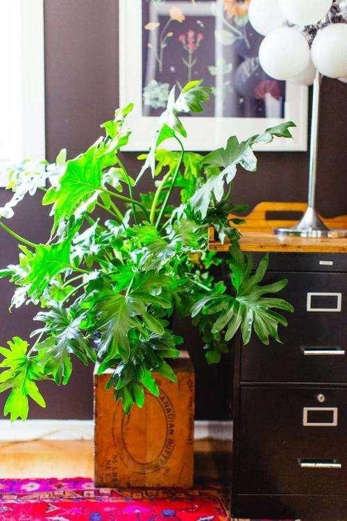 室內適宜盆栽花卉_花卉適宜盆栽室內還是室外_適合室內盆栽花卉盆景