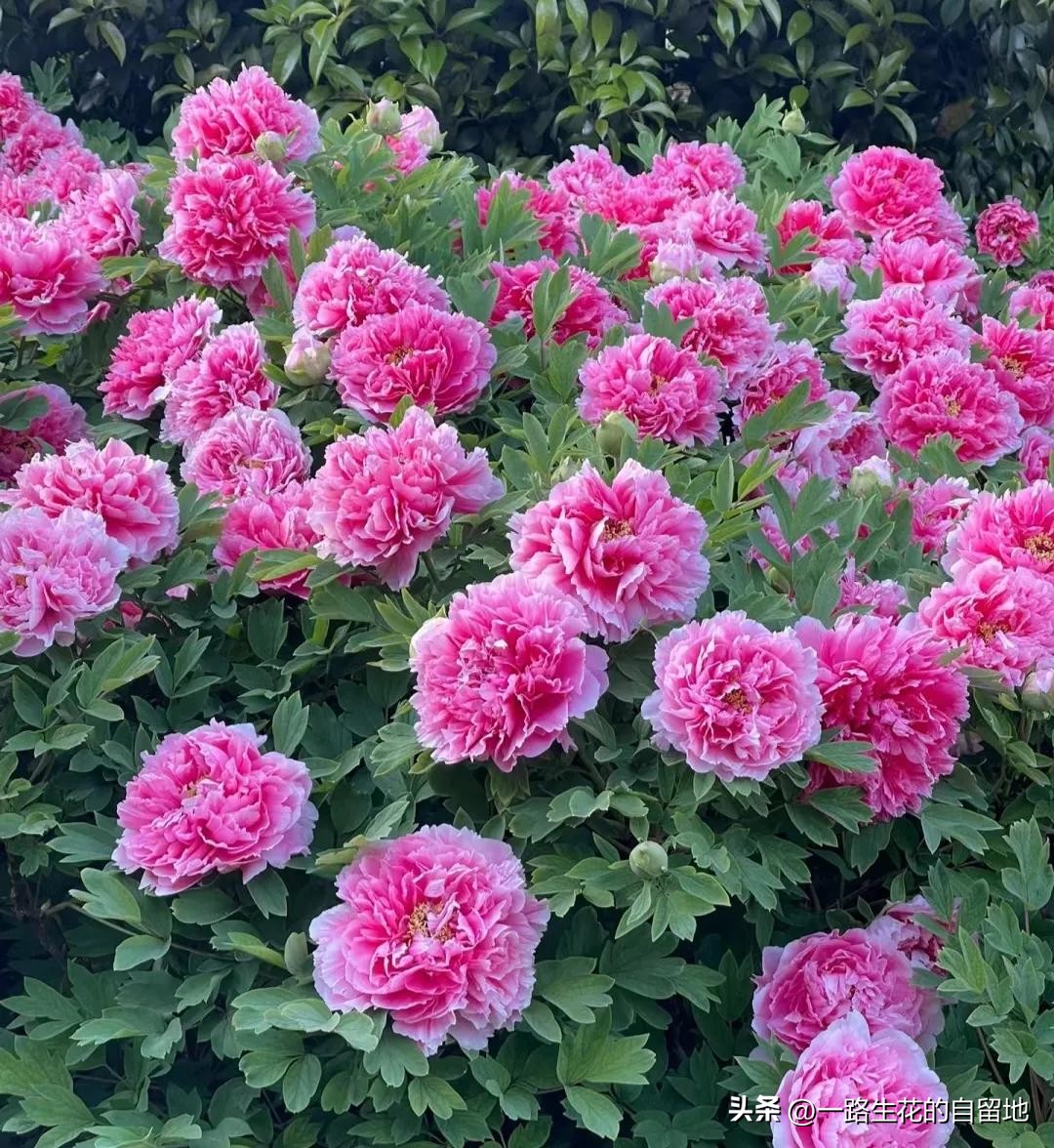 冬季養花的注意事項_冬季養花_冬季養花施肥