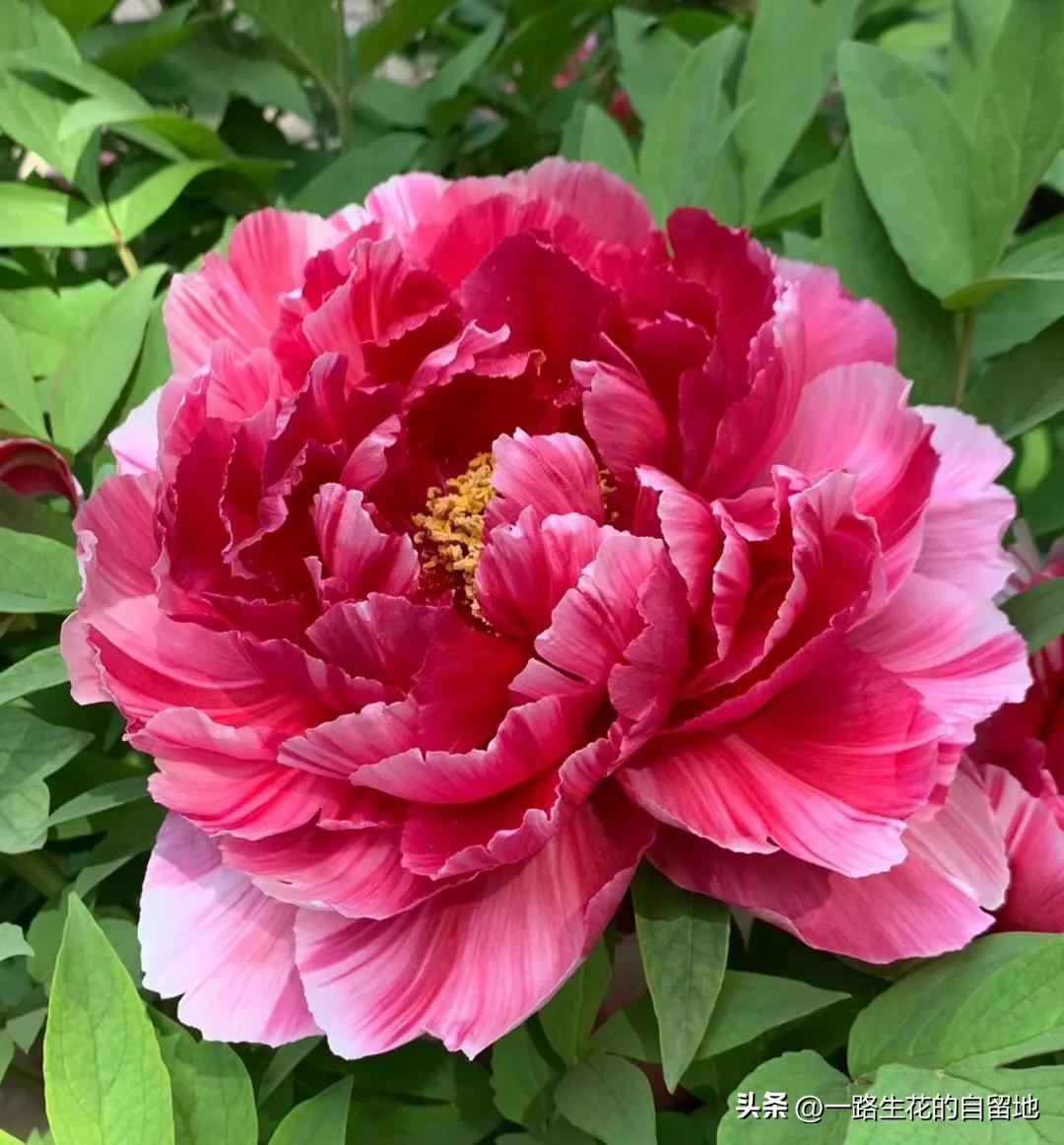 冬季養花的注意事項_冬季養花_冬季養花施肥