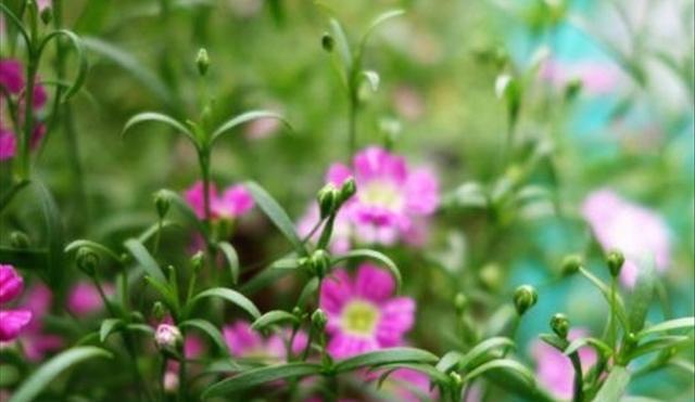 石頭多肉花怎么養_多肉的石頭花_多肉石頭花