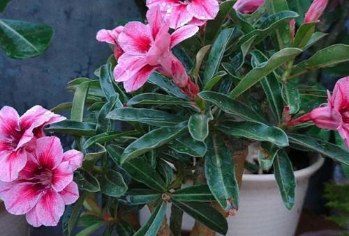 室內(nèi)玫瑰養(yǎng)適合花盆嗎_室內(nèi)玫瑰養(yǎng)適合花還是樹_玫瑰花適合在室內(nèi)養(yǎng)嗎